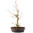 Acer palmatum, 34 cm, ± 8 años