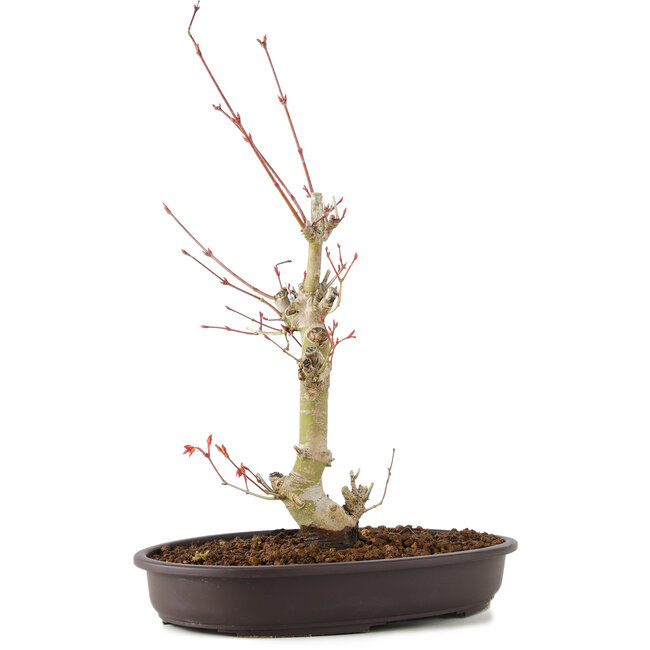 Acer palmatum, 34 cm, ± 8 años