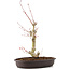 Acer palmatum, 34 cm, ± 8 years old