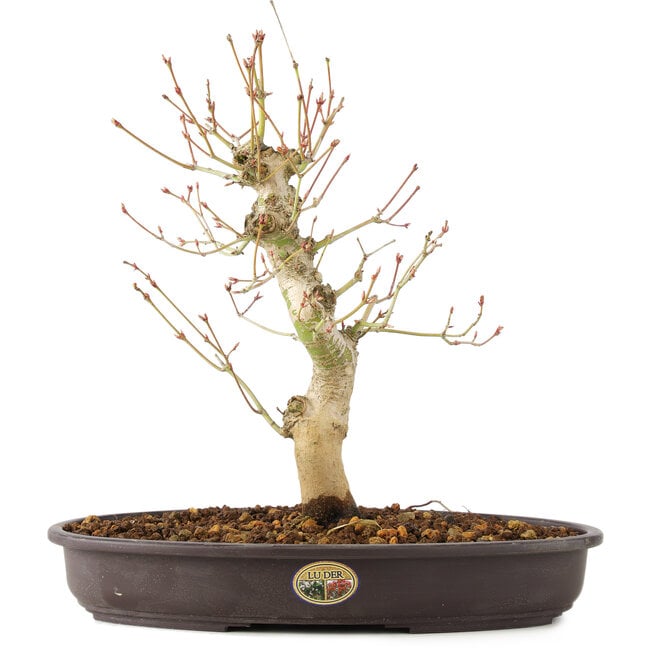 Acer palmatum, 30 cm, ± 10 anni