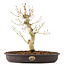 Acer palmatum, 30 cm, ± 10 Jahre alt