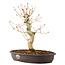 Acer palmatum, 30 cm, ± 10 years old