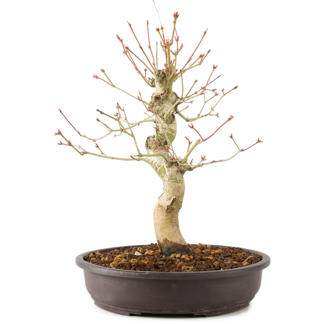 Acer palmatum, 30 cm, ± 10 jaar oud