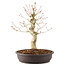 Acer palmatum, 30 cm, ± 10 years old