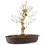 Acer palmatum, 30 cm, ± 10 jaar oud