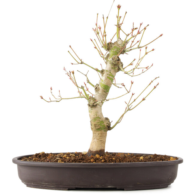 Acer palmatum, 30 cm, ± 10 ans
