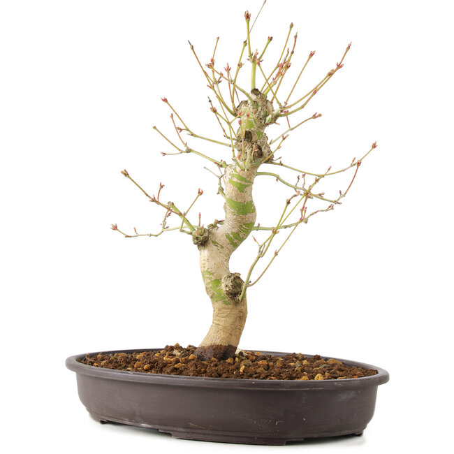 Acer palmatum, 30 cm, ± 10 anni