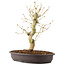 Acer palmatum, 30 cm, ± 10 años