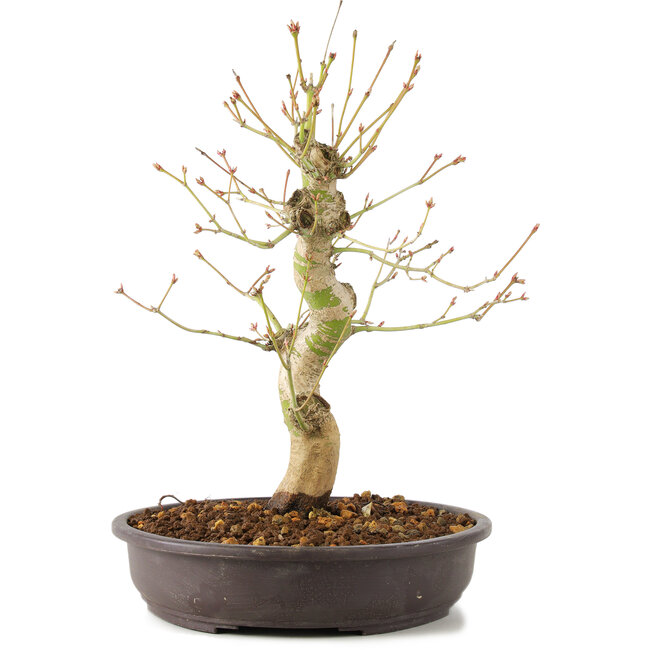 Acer palmatum, 30 cm, ± 10 anni