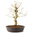 Acer palmatum, 30 cm, ± 10 Jahre alt