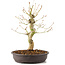 Acer palmatum, 30 cm, ± 10 years old