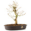 Acer palmatum, 30 cm, ± 10 años