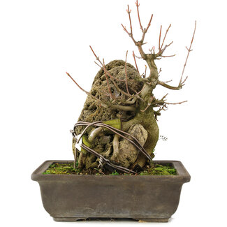 Acer buergerianum, 22 cm, ± 20 años