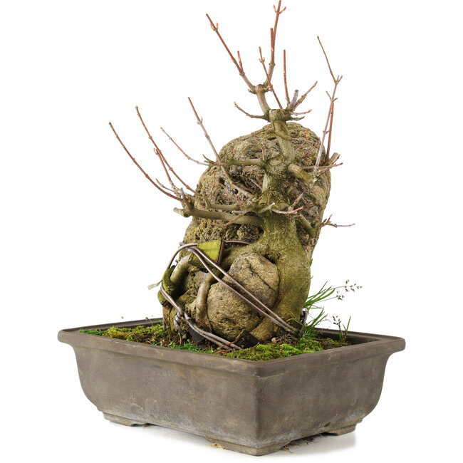 Acer buergerianum, 22 cm, ± 20 Jahre alt