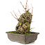 Acer buergerianum, 22 cm, ± 20 anni