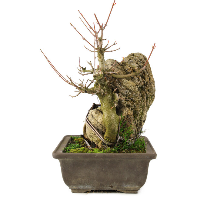 Acer buergerianum, 22 cm, ± 20 jaar oud