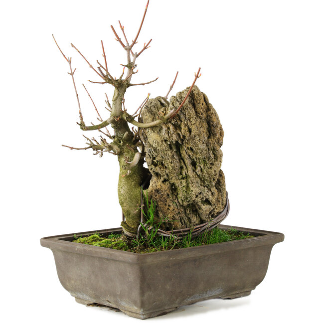 Acer buergerianum, 22 cm, ± 20 anni