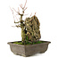 Acer buergerianum, 22 cm, ± 20 años