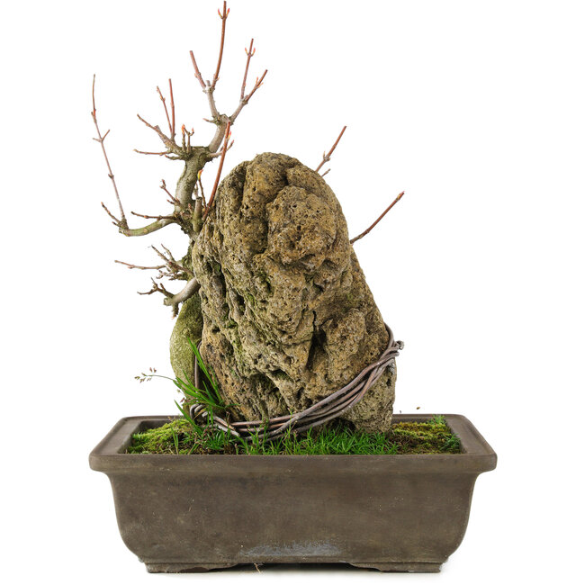 Acer buergerianum, 22 cm, ± 20 years old