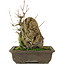 Acer buergerianum, 22 cm, ± 20 anni