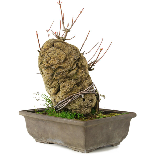 Acer buergerianum, 22 cm, ± 20 Jahre alt