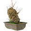 Acer buergerianum, 22 cm, ± 20 anni