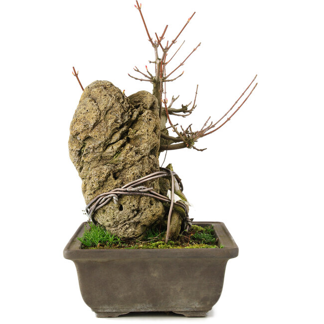 Acer buergerianum, 22 cm, ± 20 ans