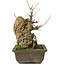 Acer buergerianum, 22 cm, ± 20 años
