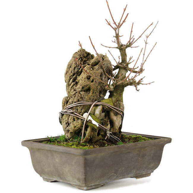 Acer buergerianum, 22 cm, ± 20 ans