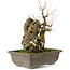 Acer buergerianum, 22 cm, ± 20 anni