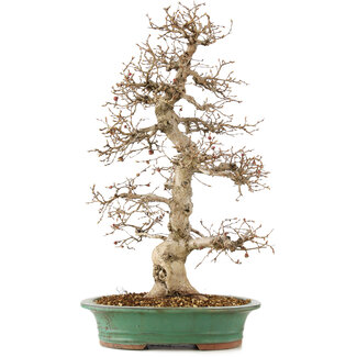 Carpinus coreana, 58 cm, ± 25 Jahre alt