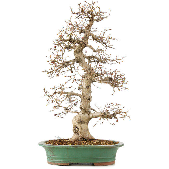 Carpinus coreana, 58 cm, ± 25 anni