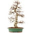 Carpinus coreana, 58 cm, ± 25 anni