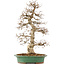 Carpinus coreana, 58 cm, ± 25 jaar oud