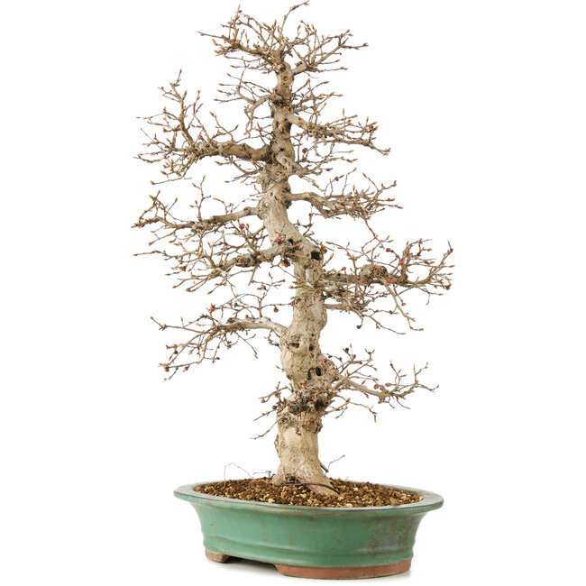 Carpinus coreana, 58 cm, ± 25 jaar oud