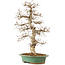 Carpinus coreana, 58 cm, ± 25 ans