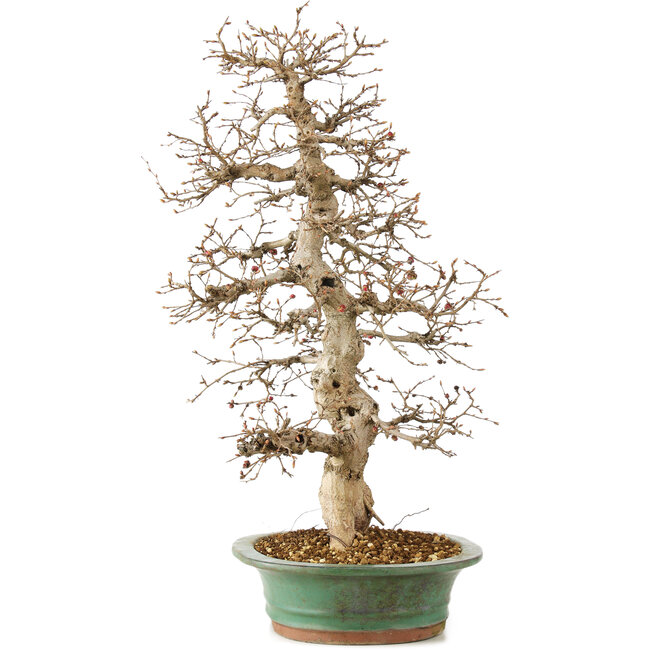 Carpinus coreana, 58 cm, ± 25 ans