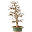 Carpinus coreana, 58 cm, ± 25 anni