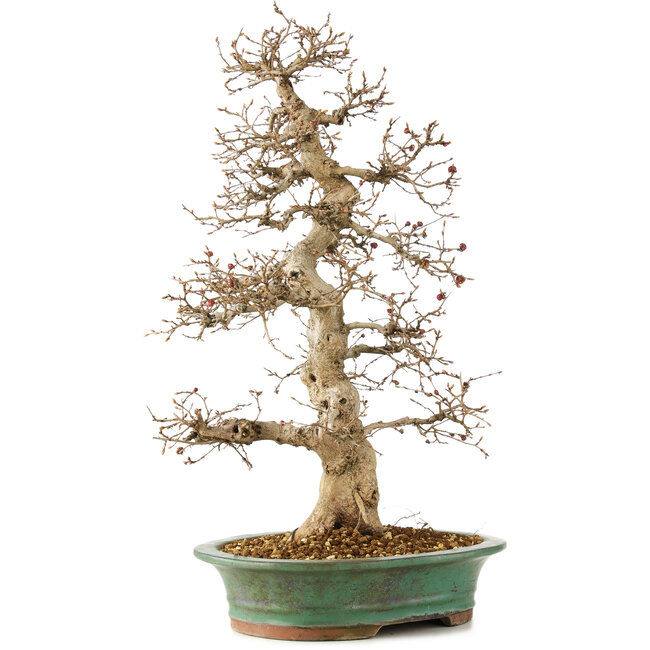 Carpinus coreana, 58 cm, ± 25 ans