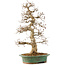 Carpinus coreana, 58 cm, ± 25 anni