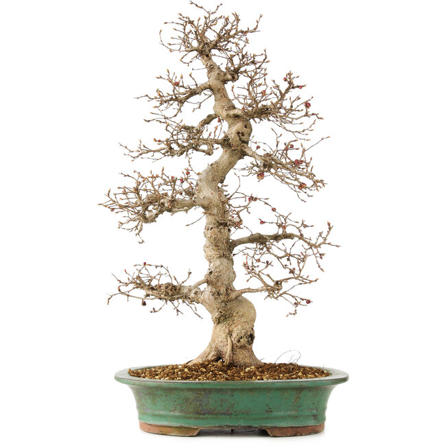 Carpinus coreana, 58 cm, ± 25 años