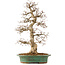 Carpinus coreana, 58 cm, ± 25 anni