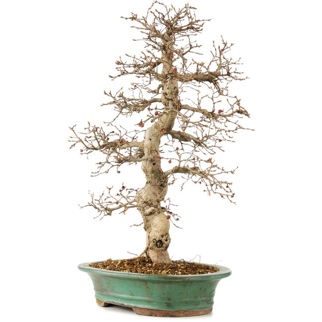 Carpinus coreana, 58 cm, ± 25 anni