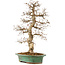 Carpinus coreana, 58 cm, ± 25 anni