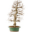 Carpinus coreana, 58 cm, ± 25 anni