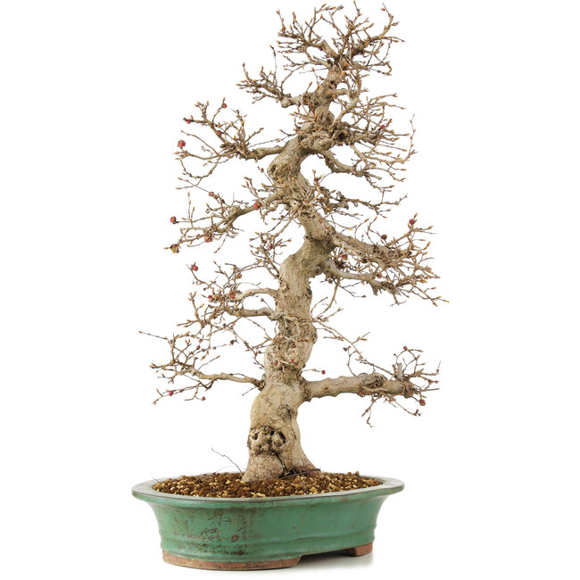 Carpinus coreana, 58 cm, ± 25 anni