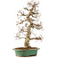 Carpinus coreana, 58 cm, ± 25 anni