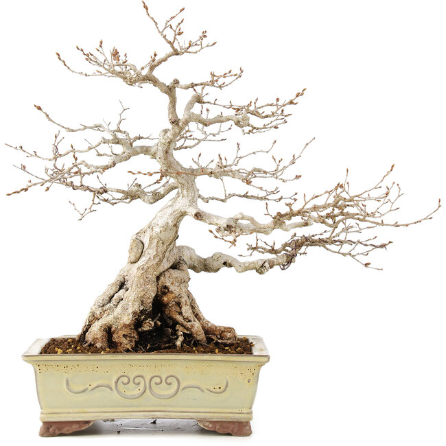 Carpinus coreana, 42 cm, ± 40 years old, in a pot with a chip on the corner