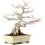 Carpinus coreana, 42 cm, ± 40 years old, in a pot with a chip on the corner