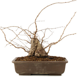 Carpinus coreana, 30 cm, ± 40 anni